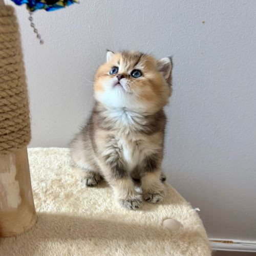 Adorables chatons british shorthair et longhair #3