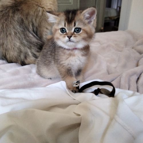 Adorables chatons british shorthair et longhair #3