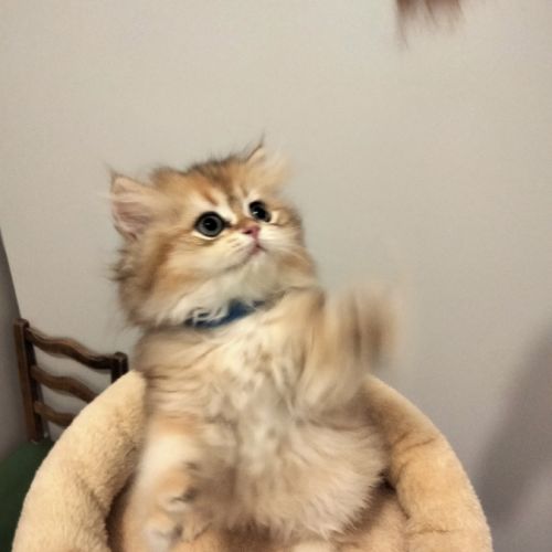 Adorables chatons british shorthair et longhair #4