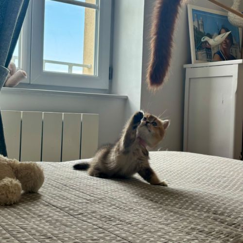Adorables chatons british shorthair et longhair #4