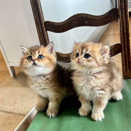 Adorables chatons british shorthair et longhair #6