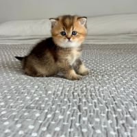 Adorables chatons british shorthair et longhair #1