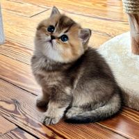 Adorables chatons british shorthair et longhair