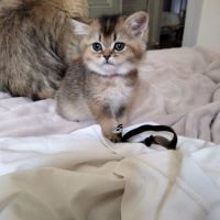 Adorables chatons british shorthair et longhair #3