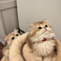 Adorables chatons british shorthair et longhair #5
