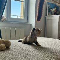 Adorables chatons british shorthair et longhair #4