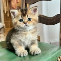 Adorables chatons british shorthair et longhair #5