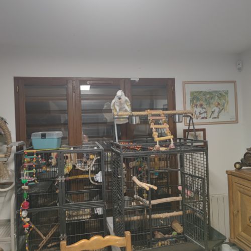 A vendre cacatoès alba #1
