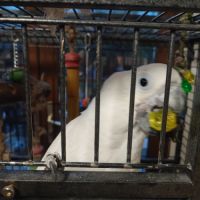 A vendre cacatoès alba