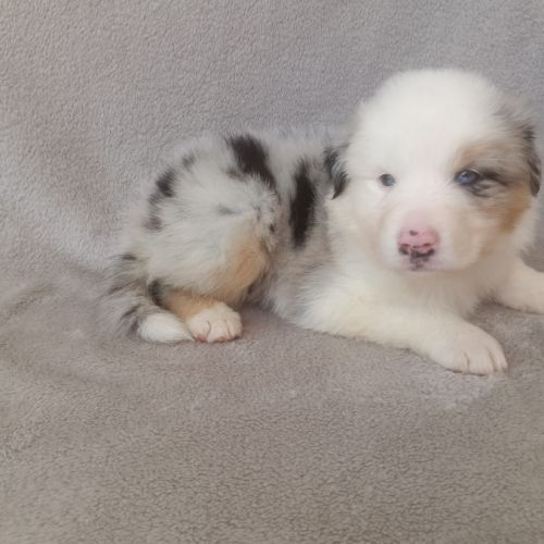 Chiots berger australien lof #2