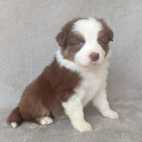 Chiots berger australien lof #4