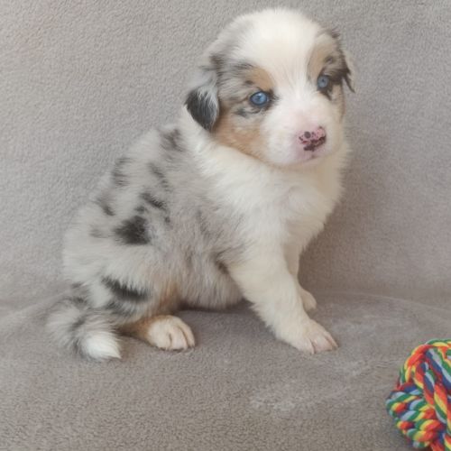 Chiots berger australien lof #5