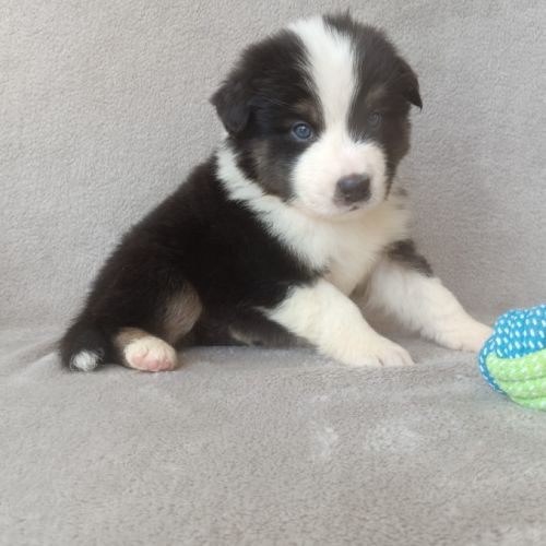 Chiots berger australien lof #7