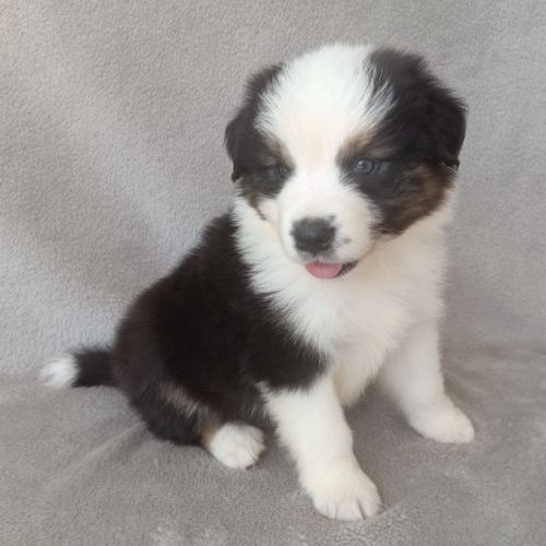 Chiots berger australien lof #8