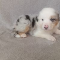 Chiots berger australien lof #2