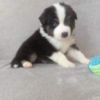 Chiots berger australien lof #7