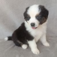 Chiots berger australien lof #8