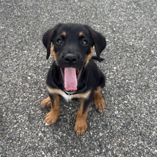 Chiot bonnie #1