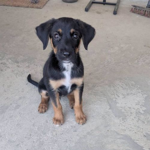 Chiot bonnie