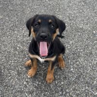 Chiot bonnie #1