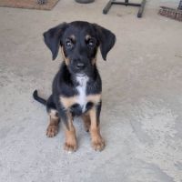 Chiot bonnie