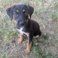 Chiot bonnie #3