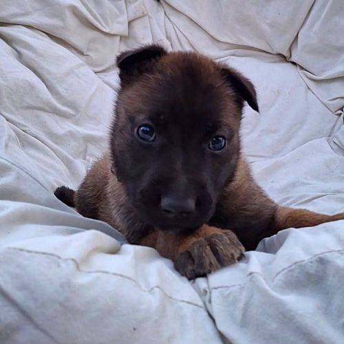 Chiot dormeuse