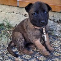 Chiot dormeuse #4