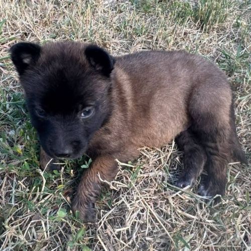 Chiot grincheuse
