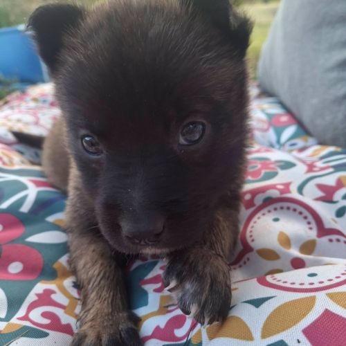 Chiot grincheuse #4
