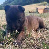 Chiot grincheuse #1