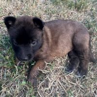 Chiot grincheuse