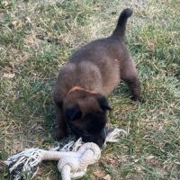 Chiot grincheuse #3