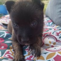 Chiot grincheuse #4