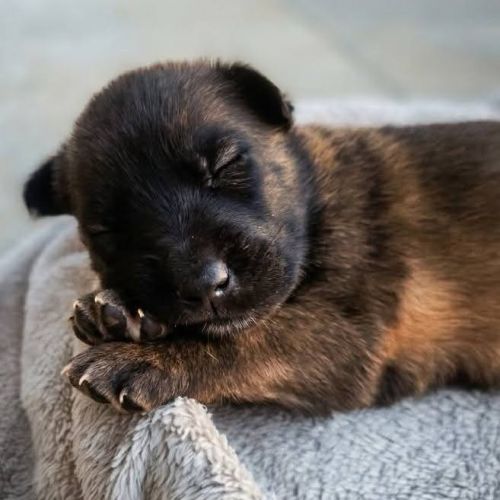 Chiot joyeuse #3