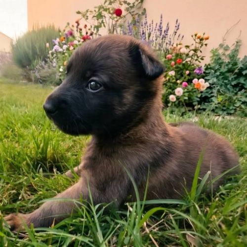 Chiot joyeuse #4