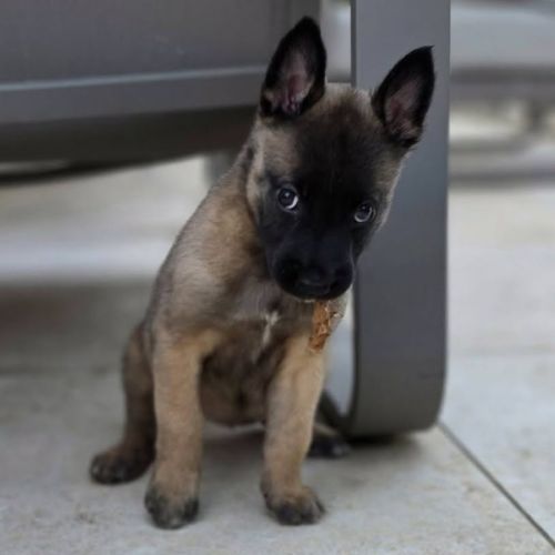 Chiot joyeuse