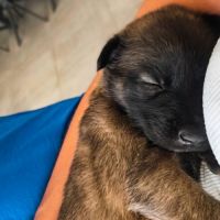Chiot joyeuse