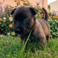 Chiot joyeuse #2