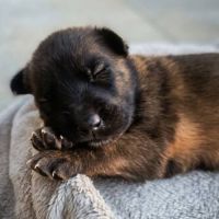 Chiot joyeuse #3