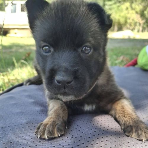 Chiot timide #1