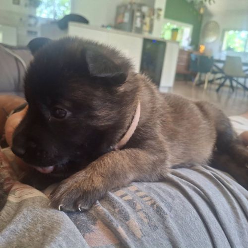 Chiot timide