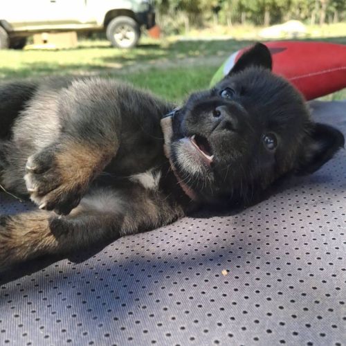 Chiot timide #3