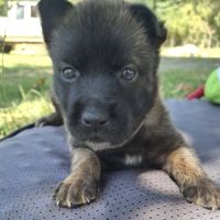 Chiot timide #1