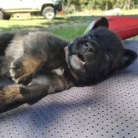 Chiot timide #3