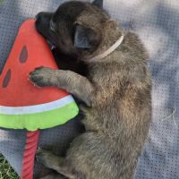Chiot timide #4
