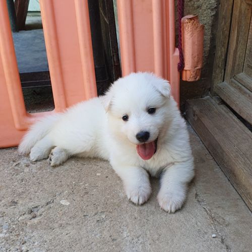 Chiot berger blanc suisse lof à réserver #0