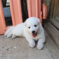 Chiot berger blanc suisse lof à réserver