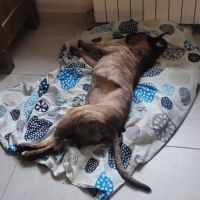 Chien baggah #1