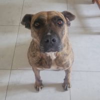 Chien baggah